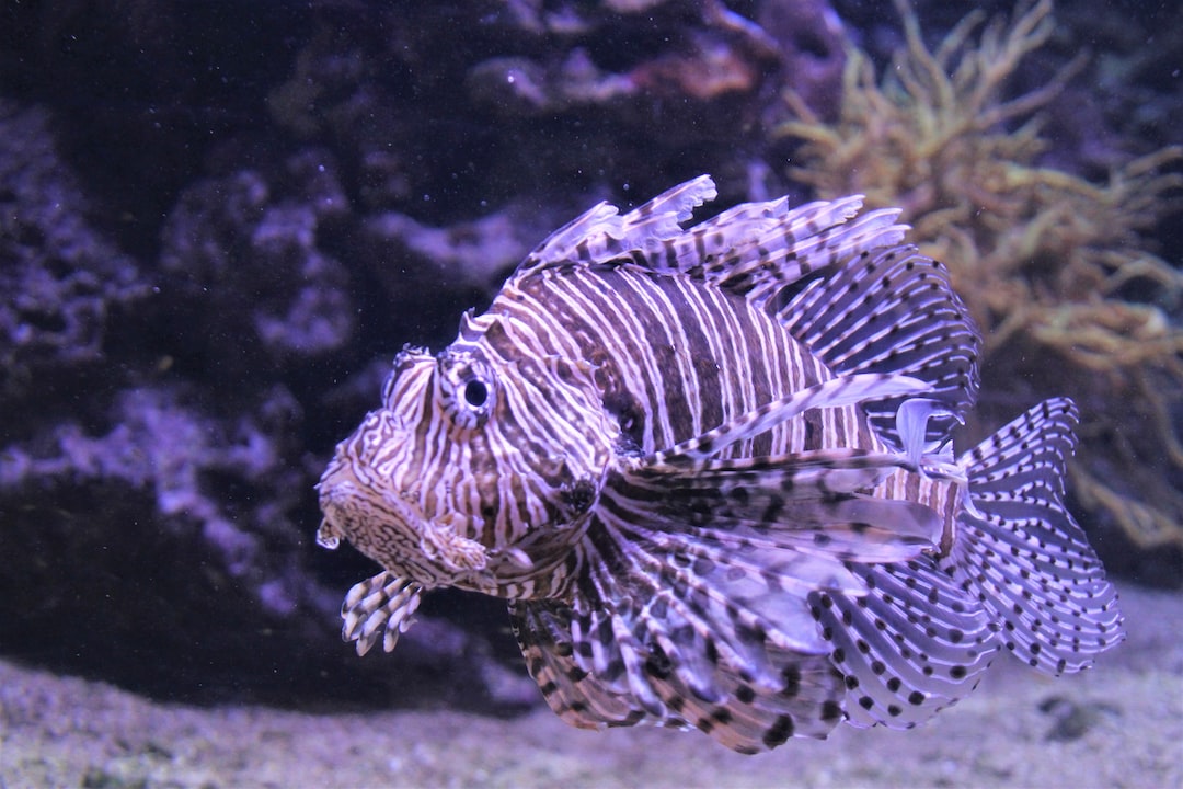 19 wichtige Fragen zu Dubai Aquarium Wiki
