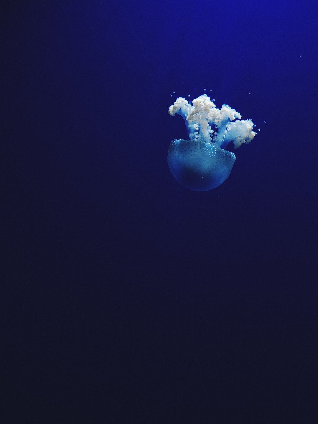 19 wichtige Fragen zu Aquarium Technik