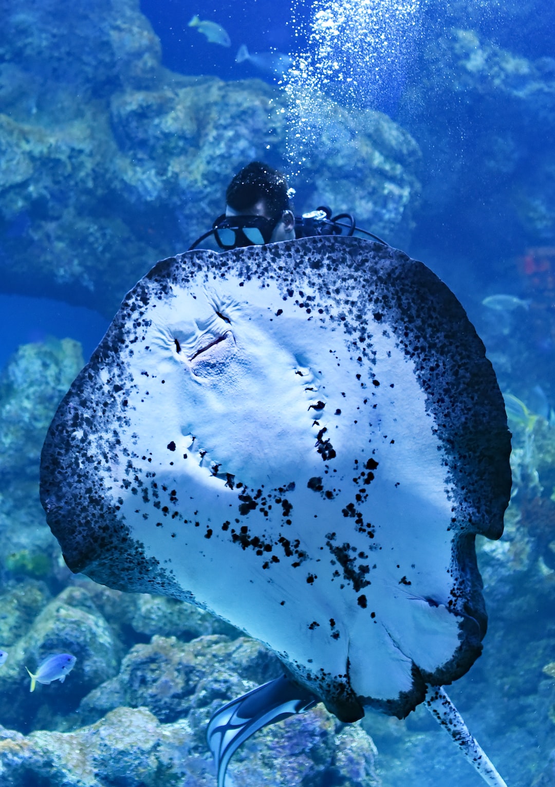 19 wichtige Fragen zu Aquarium Fischarten