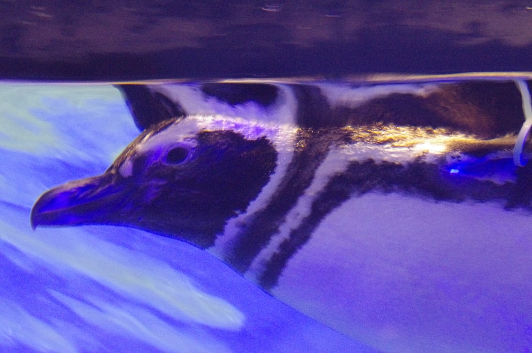 19 wichtige Fragen zu Wasserschildkröten Für Aquarium