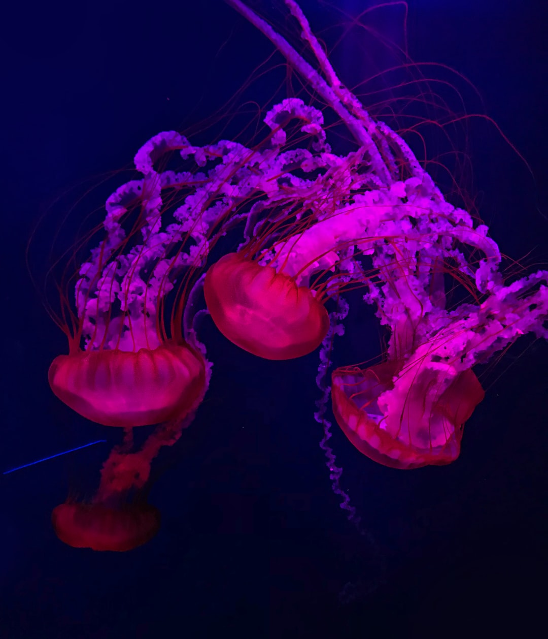 19 wichtige Fragen zu Außergewöhnliche Aquarium Tiere