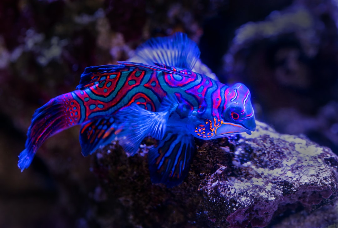 19 wichtige Fragen zu Die Schönsten Aquarium Fische