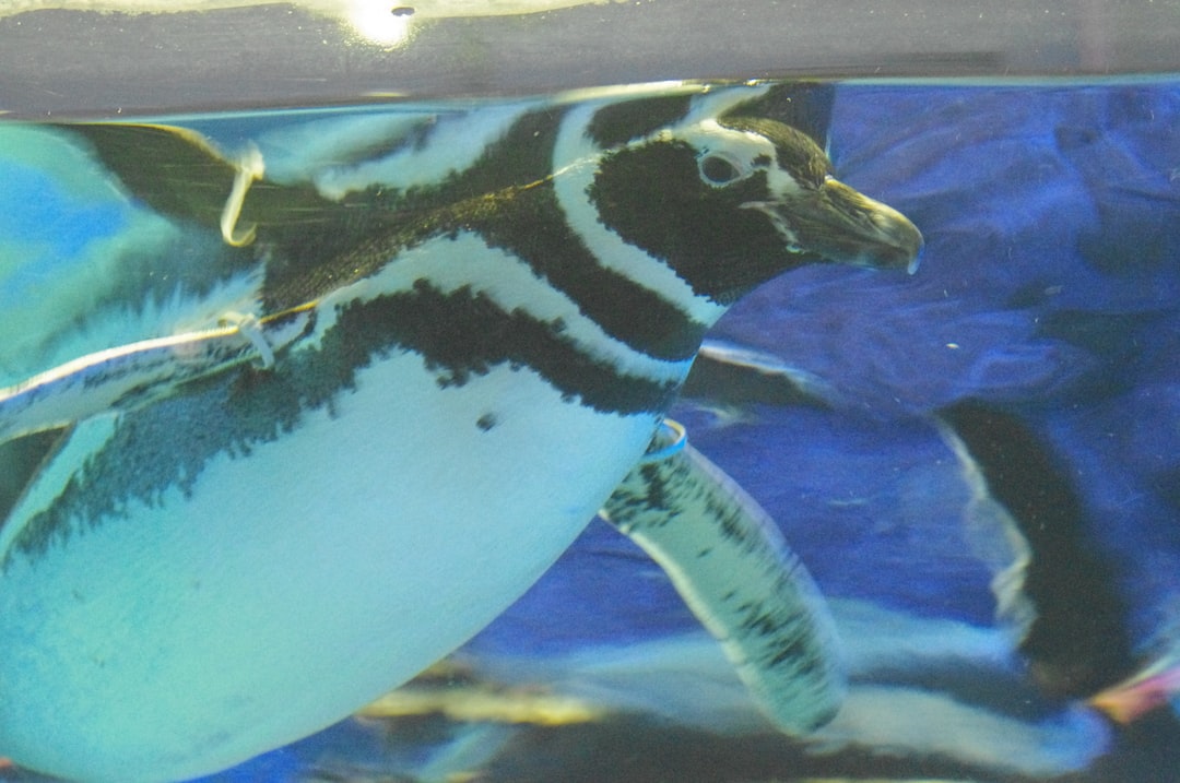 19 wichtige Fragen zu Aquarium In Florida