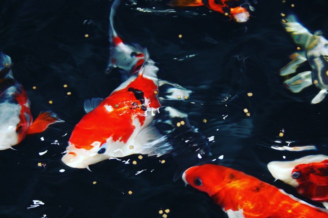 19 wichtige Fragen zu Fisch Aquarium Kaufen