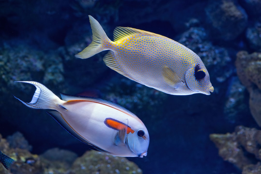 19 wichtige Fragen zu Aquarium Fensterputzer Fisch
