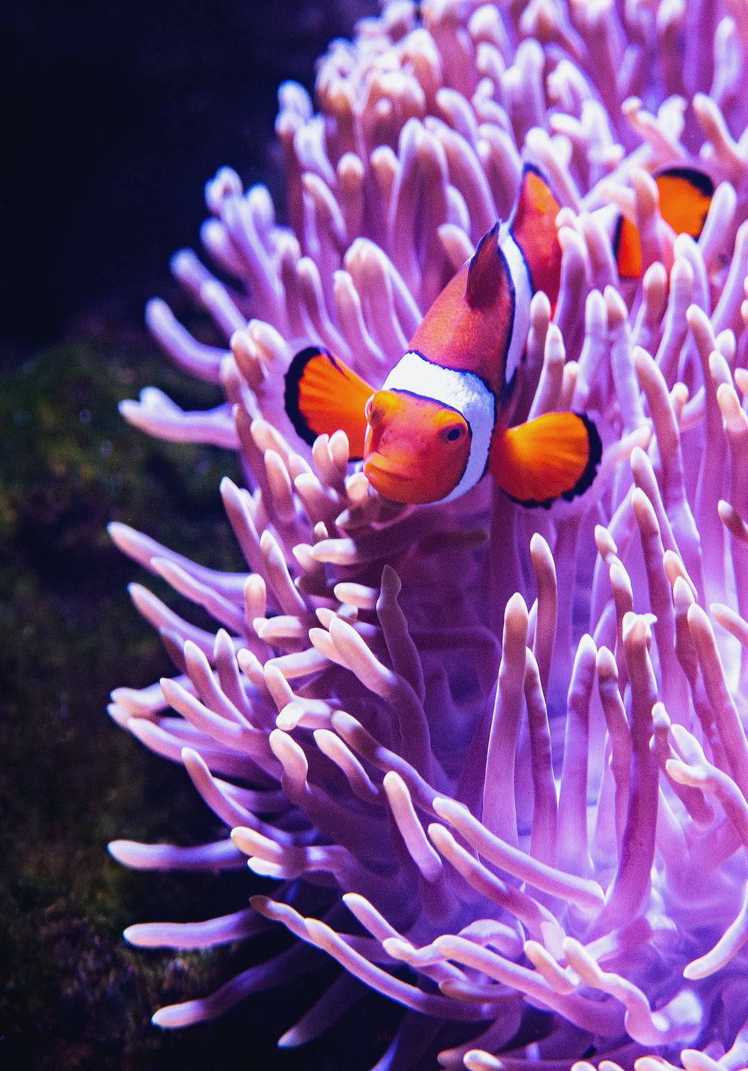 19 wichtige Fragen zu Fischkrankheiten Aquarium