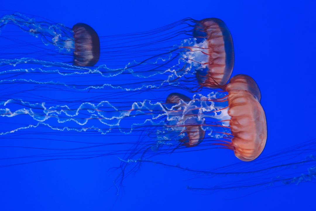 19 wichtige Fragen zu Aquarium Schneckenfresser