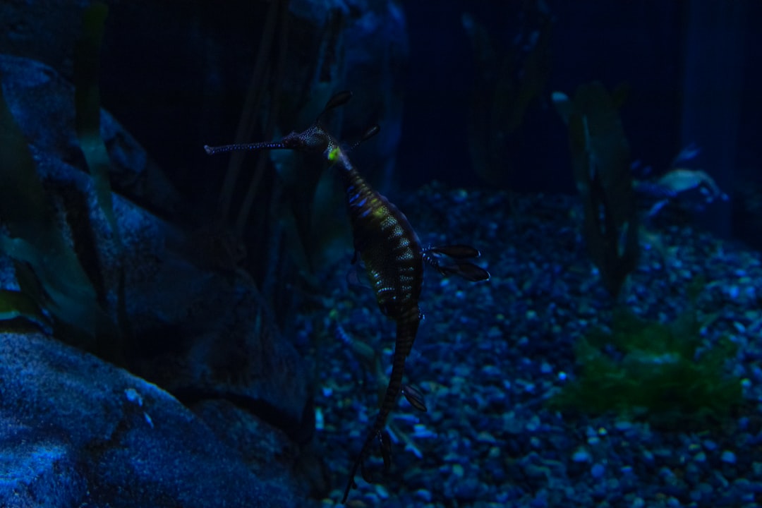 19 Entscheidende Fakten zu Kleine Aquarium Fische