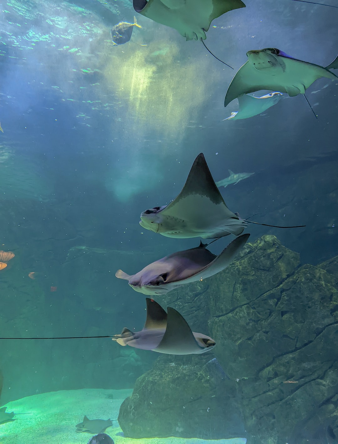 19 Entscheidende Fragen und Antworten zu Kleines Aquarium Fische