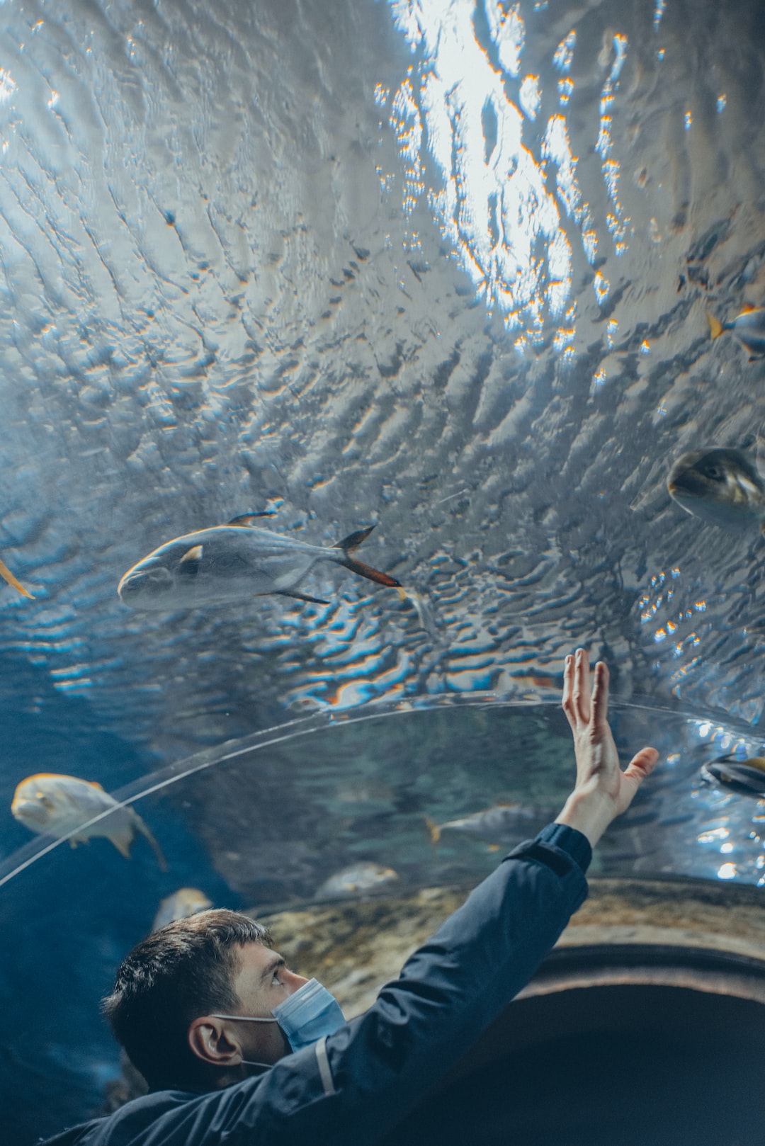 19 wichtige Fragen zu Süßwasser Hai Aquarium