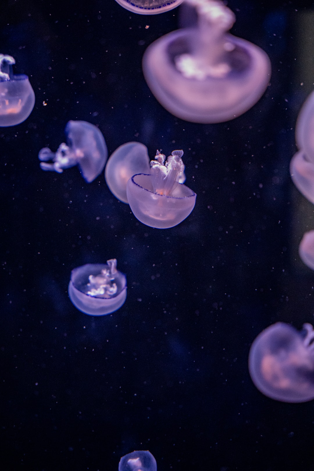 19 wichtige Fragen zu Aquarium Muschel