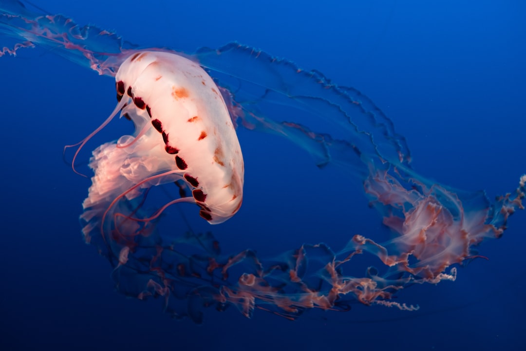 19 wichtige Fragen zu Pinselalgen Im Aquarium Bekämpfen