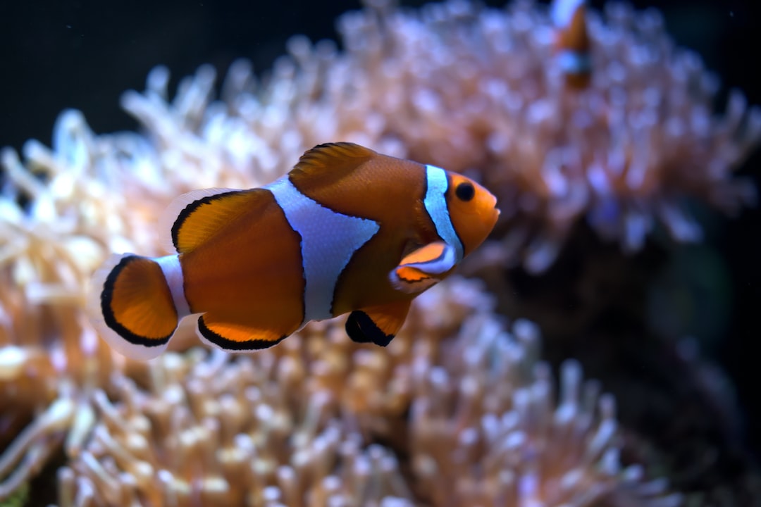19 wichtige Fragen zu Sprudelsteine Aquarium