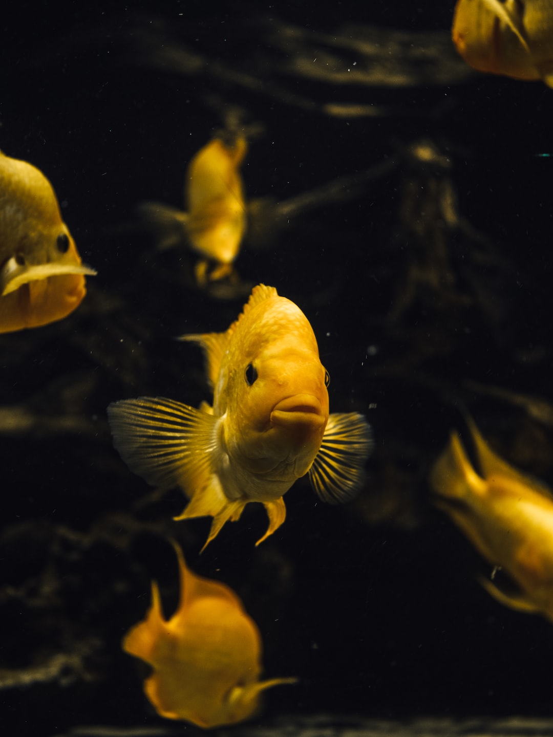 19 wichtige Fragen zu Aquarium Kies Anthrazit