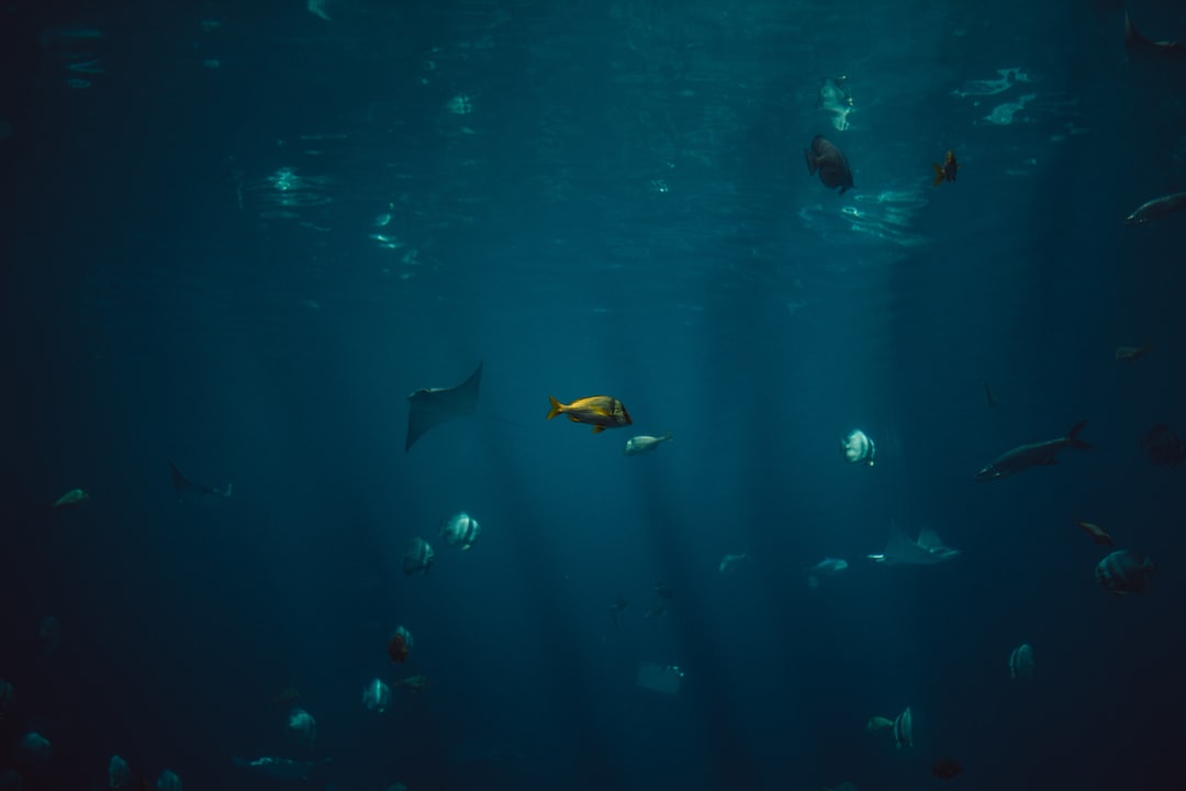 19 Erstaunliche Erklärungen zu Welche Schwarmfische Passen Zusammen?