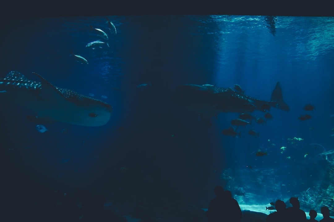 19 wichtige Fragen zu Axolotl Aquarium Komplettset