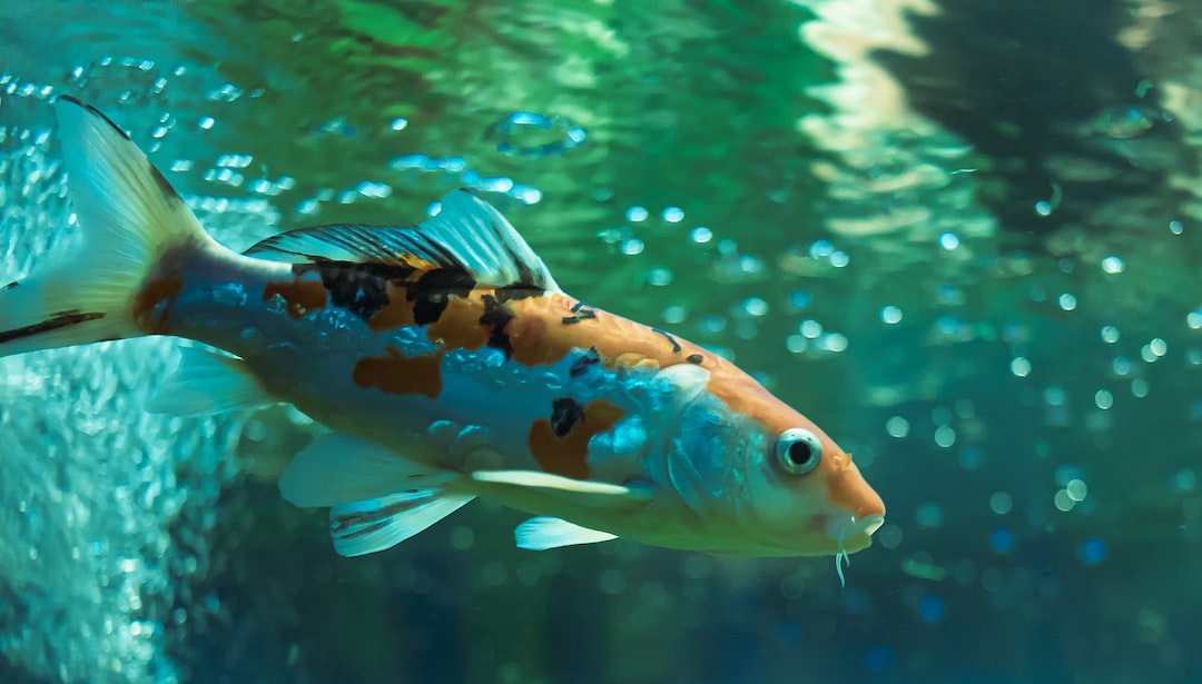 19 wichtige Fragen zu Aquarium Beleuchtung Selber Bauen