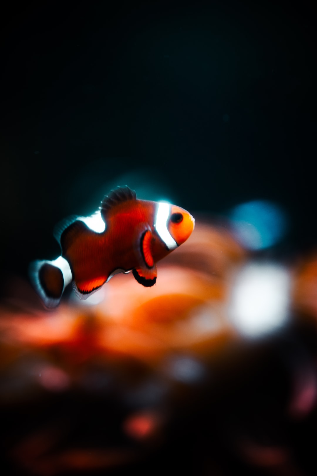 19 wichtige Fragen zu Aquarium Molche