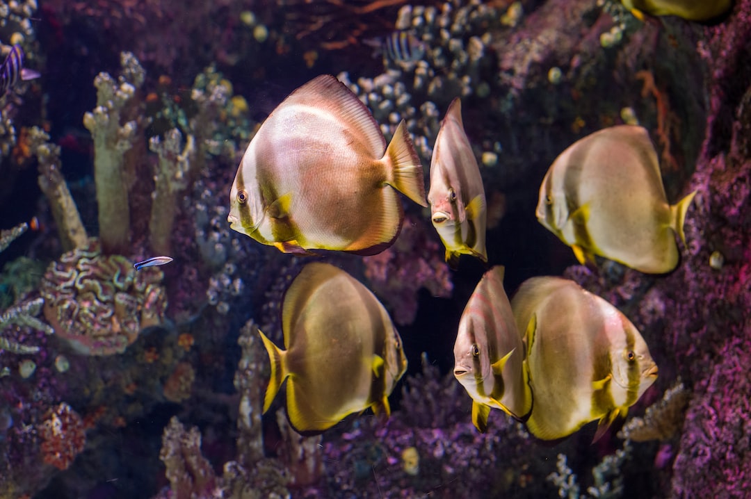 19 wichtige Fragen zu Bartalgen Aquarium
