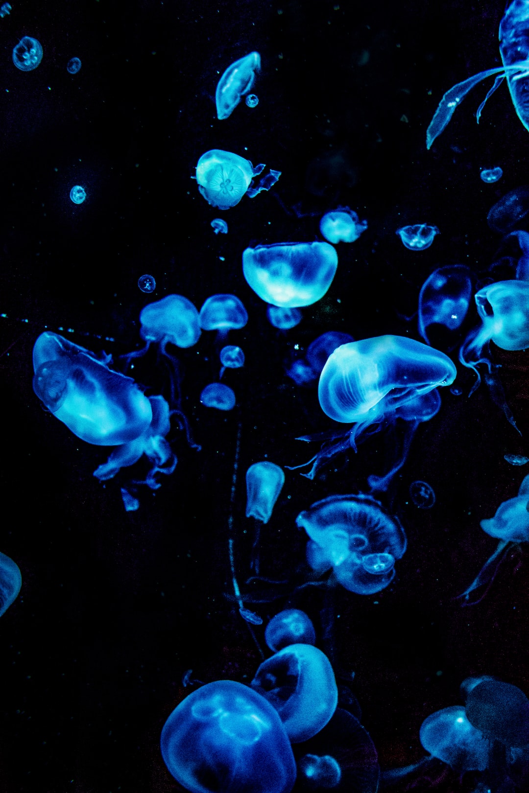 19 wichtige Fragen zu Anemonenfisch Aquarium