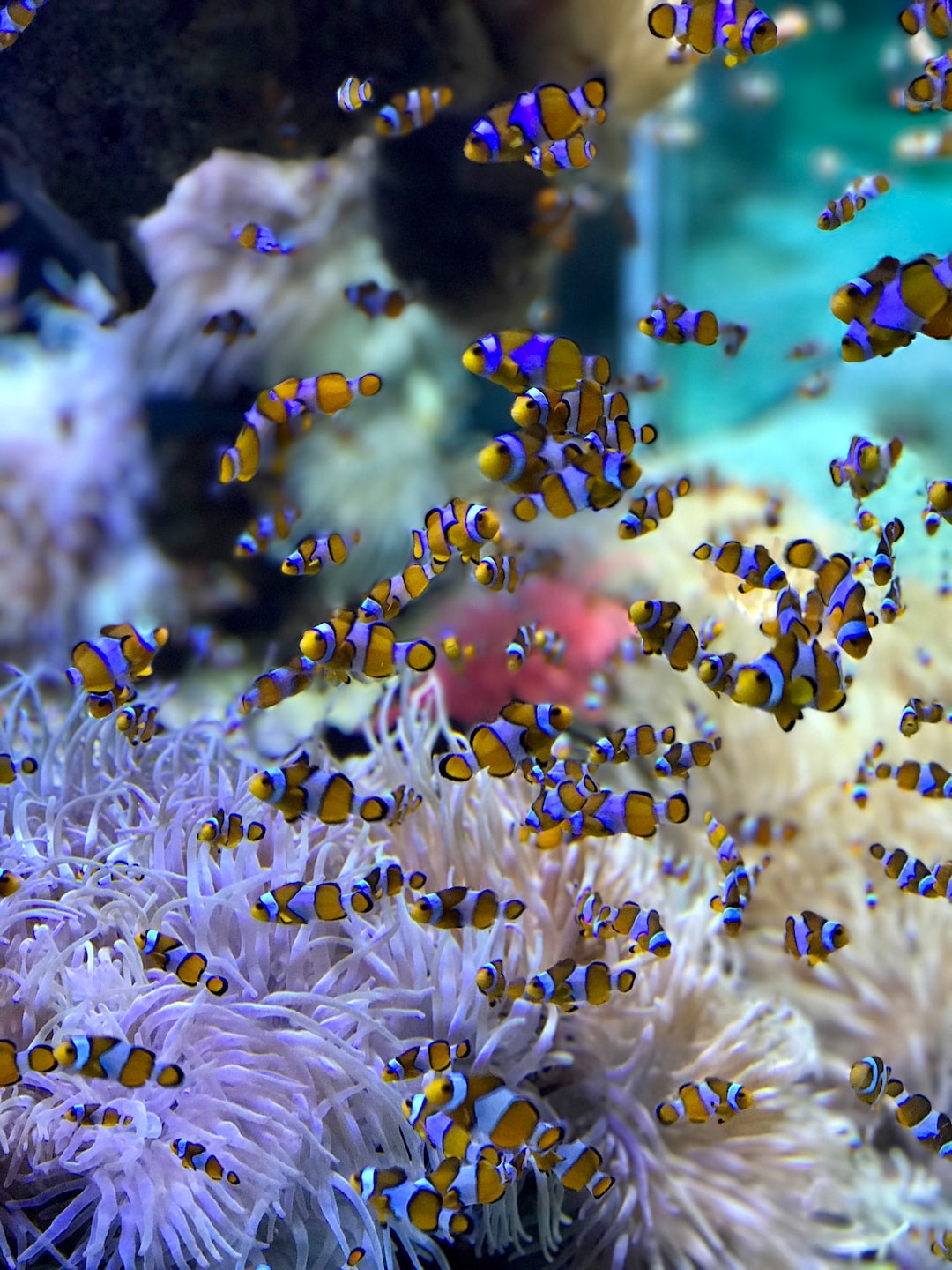 19 wichtige Fragen zu Meerwasser Aquarium Kosten