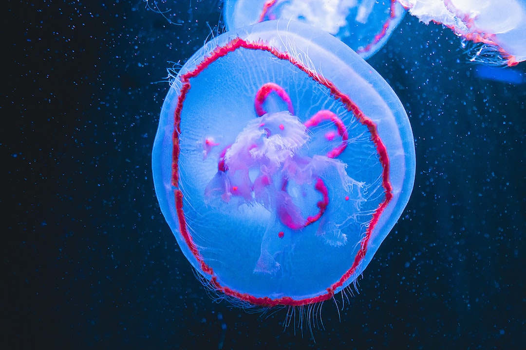 19 wichtige Fragen zu Neon Aquarium Fische