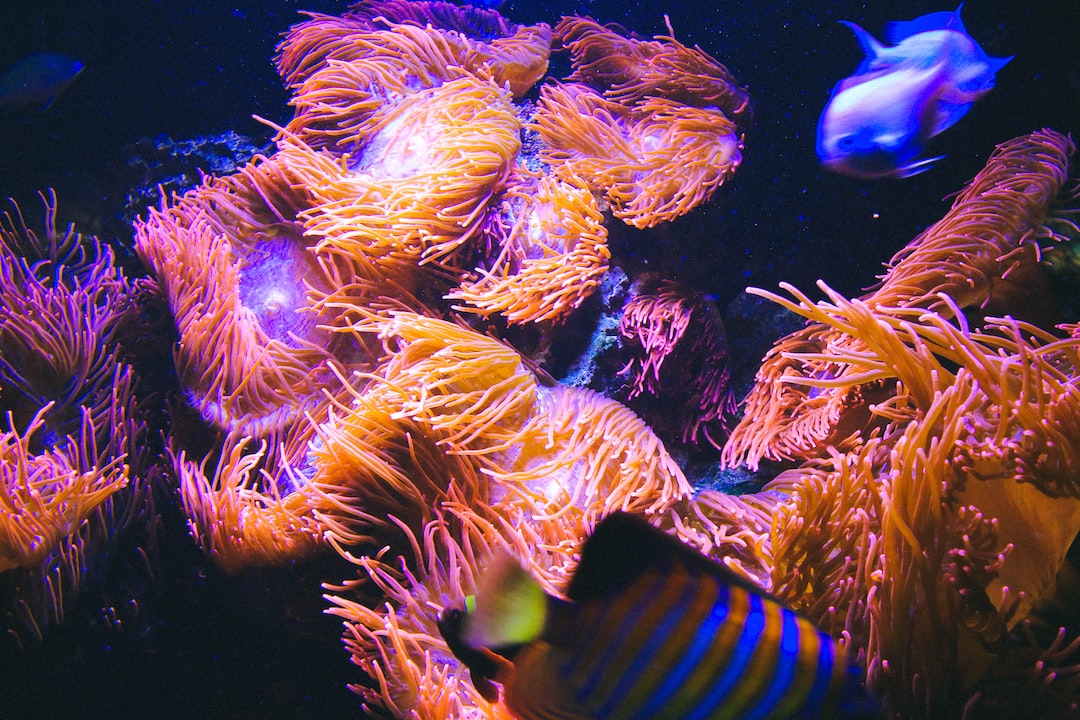 19 wichtige Fragen zu Zucht Aquarium