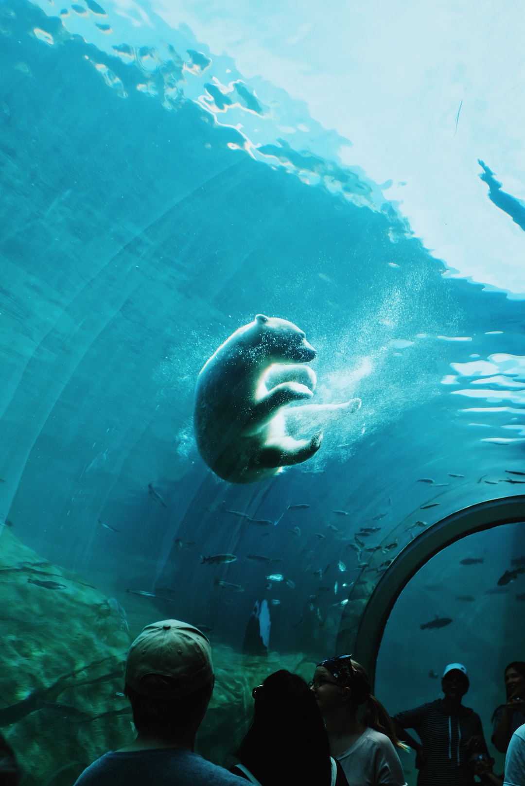 19 wichtige Fragen zu Aquarium Fisch Süßwasser