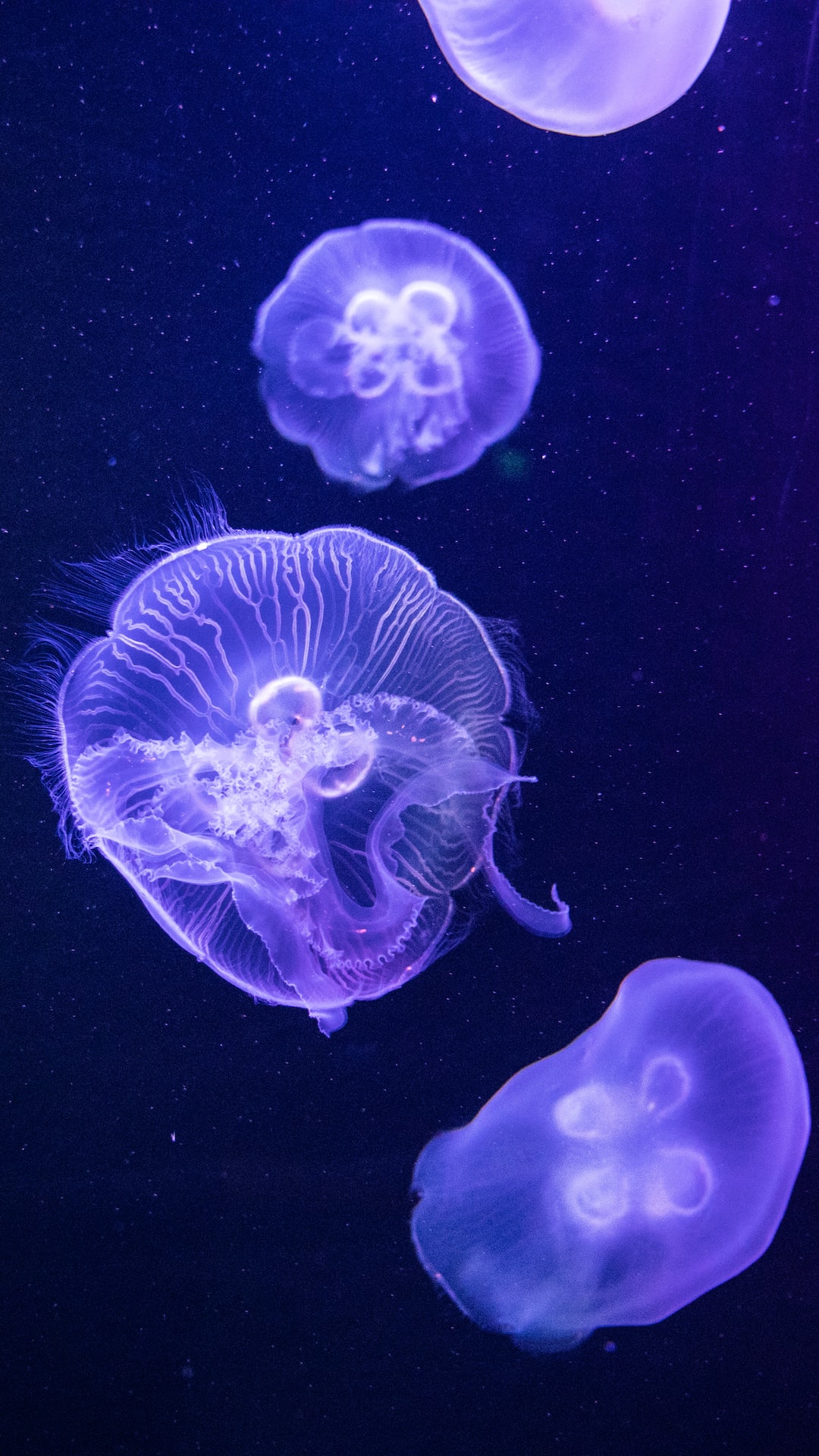 19 wichtige Fragen zu Wie Lange Kann Ein Oktopus Ohne Wasser Leben?