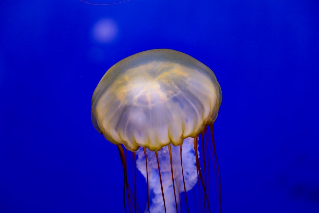 19 Grundlegende Erklärungen zu Buntbarsch Aquarium