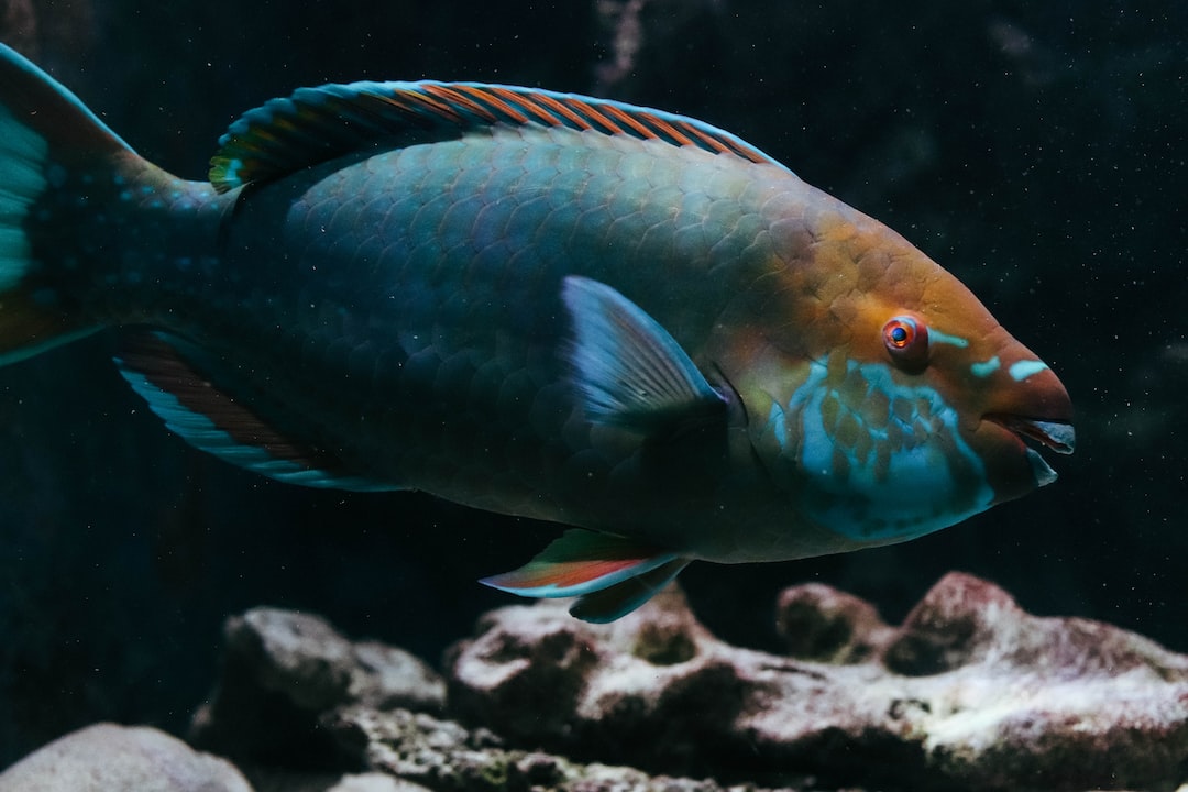 19 wichtige Fragen zu Goldfisch Aquarium Beispiele