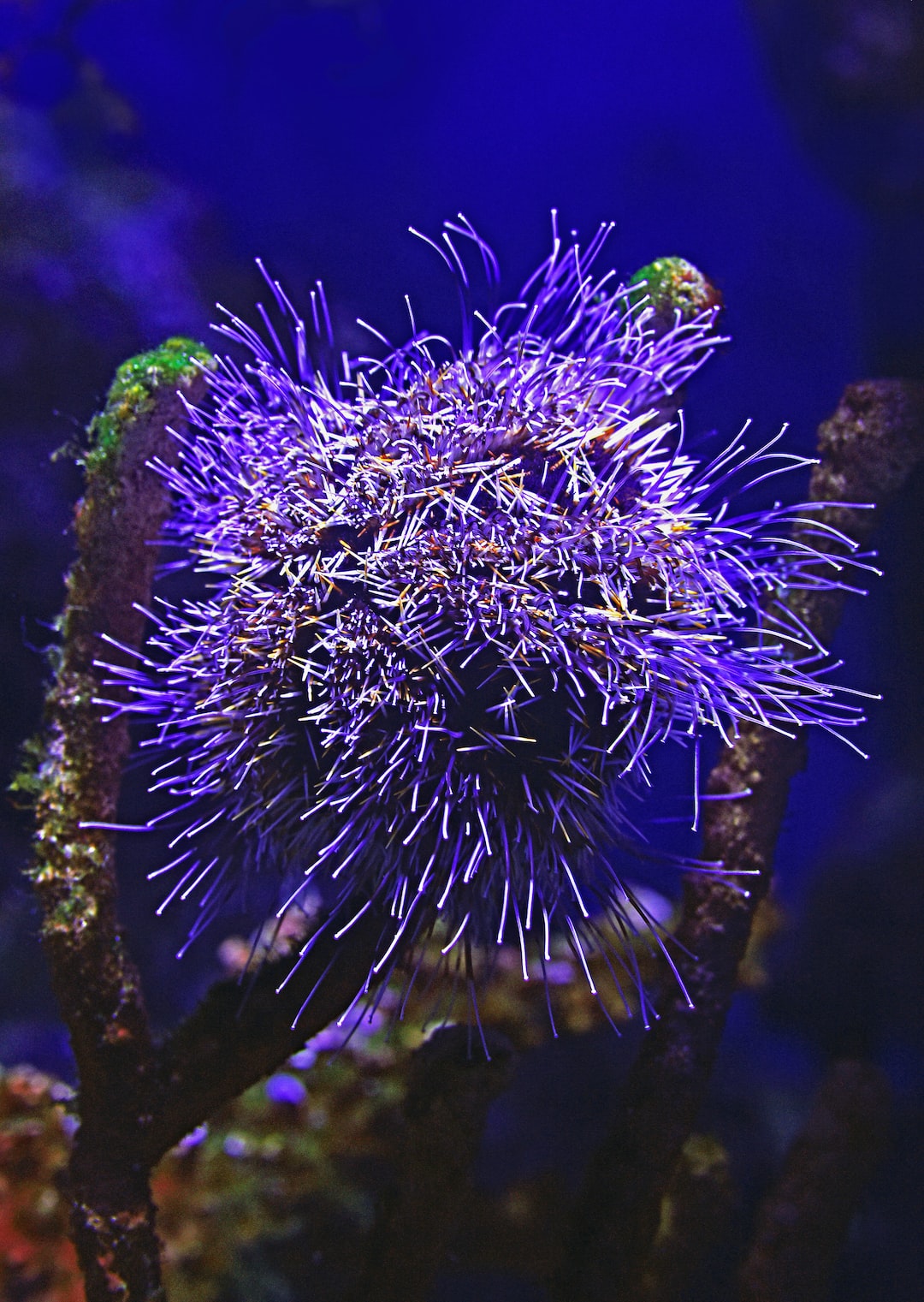 19 wichtige Fragen zu Minihai Aquarium Süßwasser