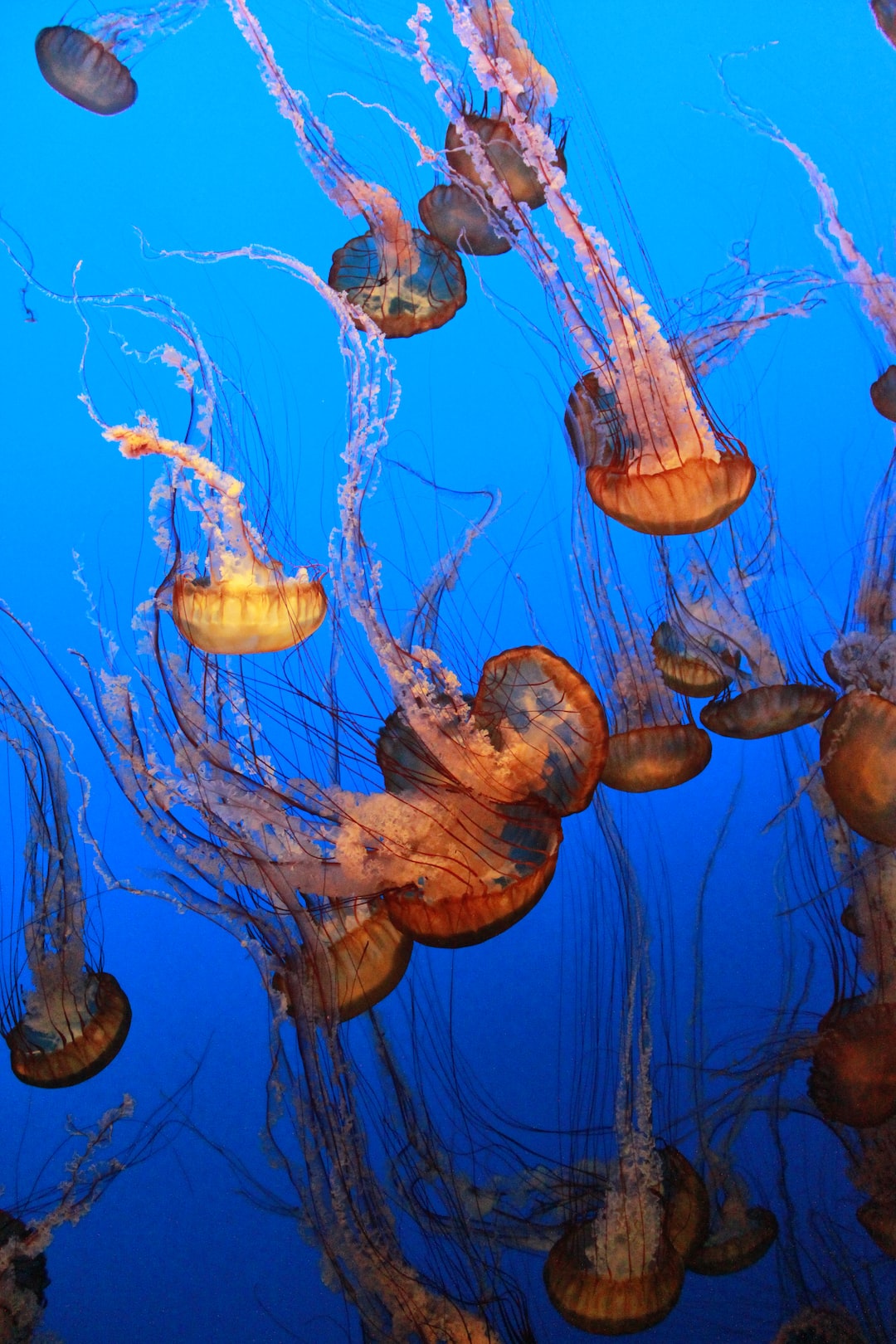 19 wichtige Fragen zu Süßwasserfisch Für Aquarium