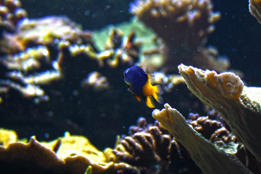 19 Grundlegende Hinweise zu Aquarium Süßwasser Fische