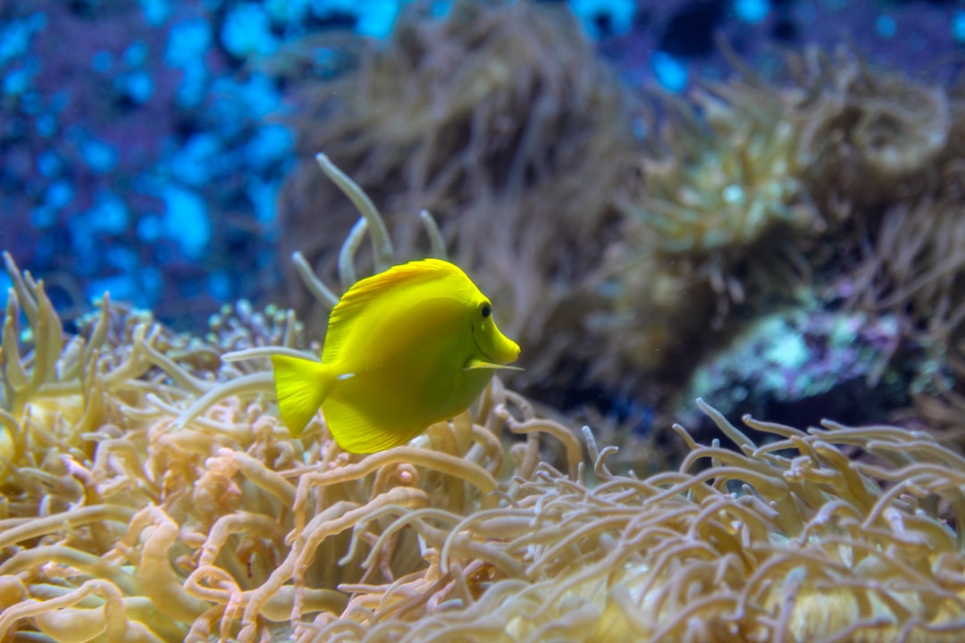 19 Grundlegende Infos zu Kann Man Frösche Im Aquarium Halten?