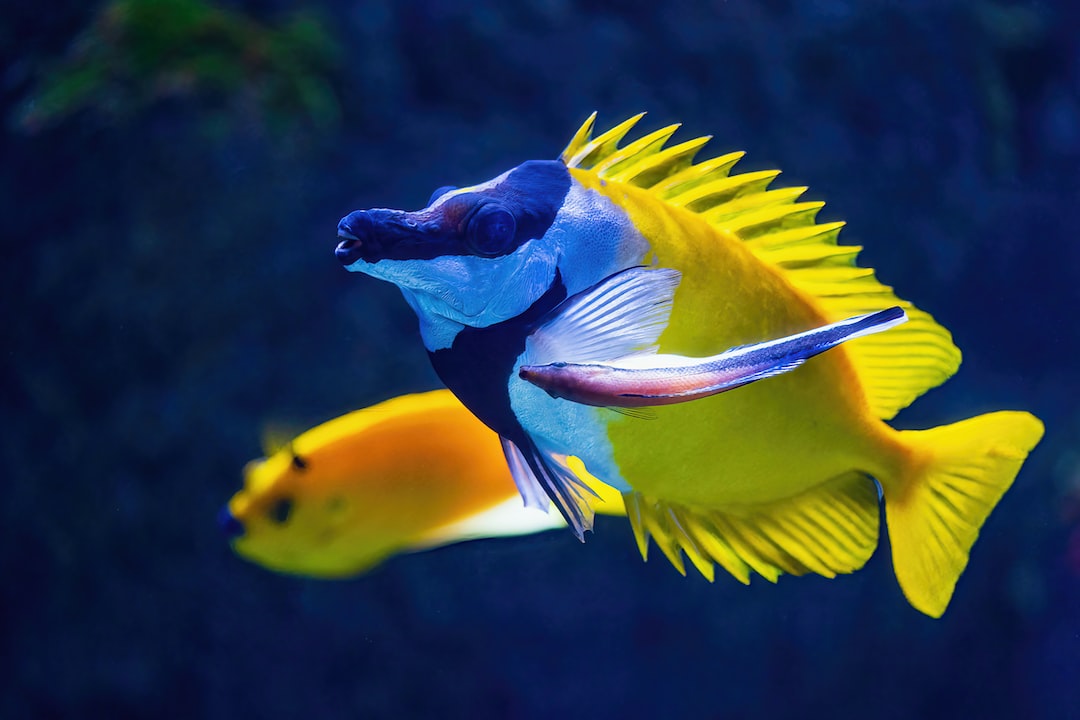 19 wichtige Fragen zu Aquarium Beleuchtung Welche Lichtfarbe