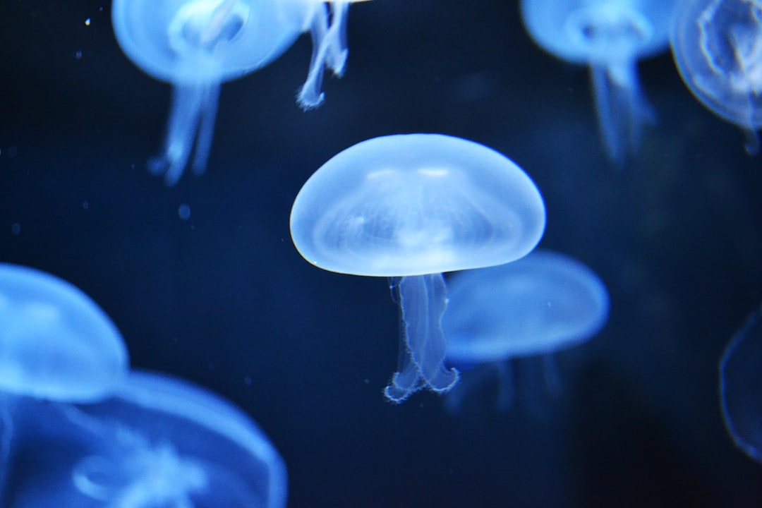19 wichtige Fragen zu Aquarium Luftausströmer Deko
