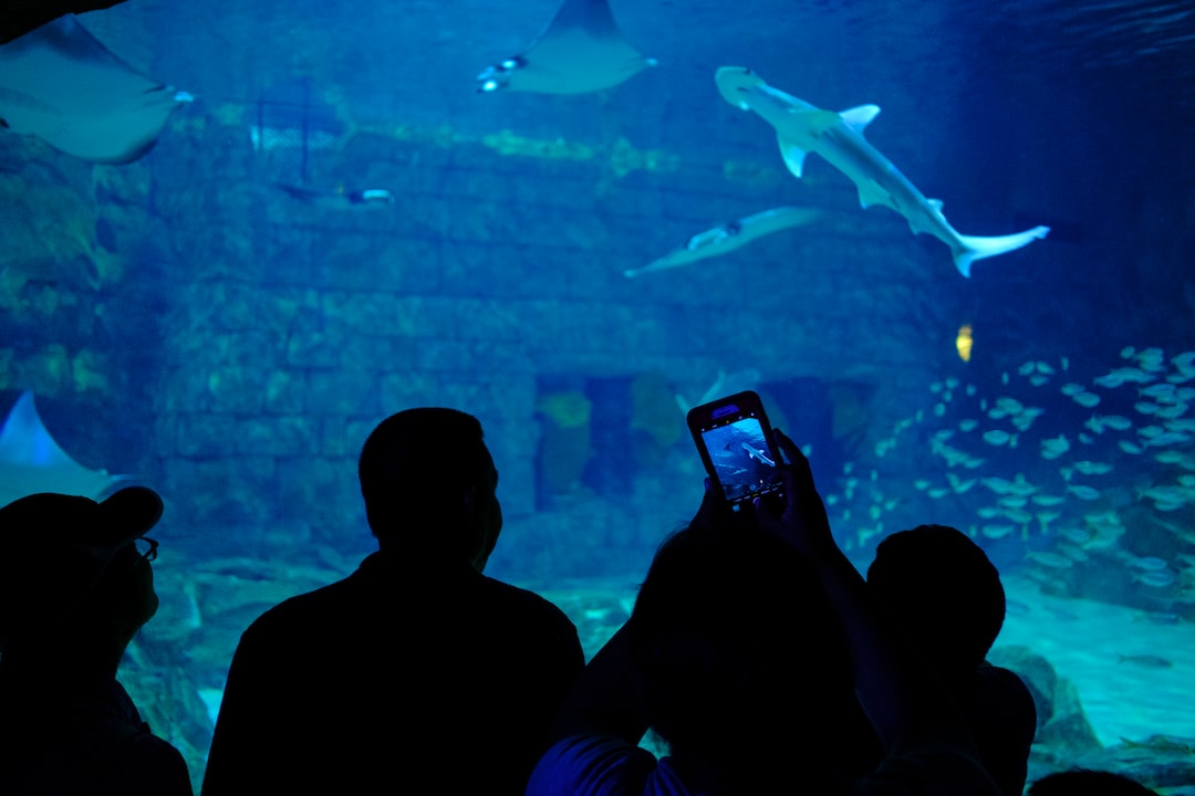 19 wichtige Fragen zu Teuerste Aquarium Fische Der Welt