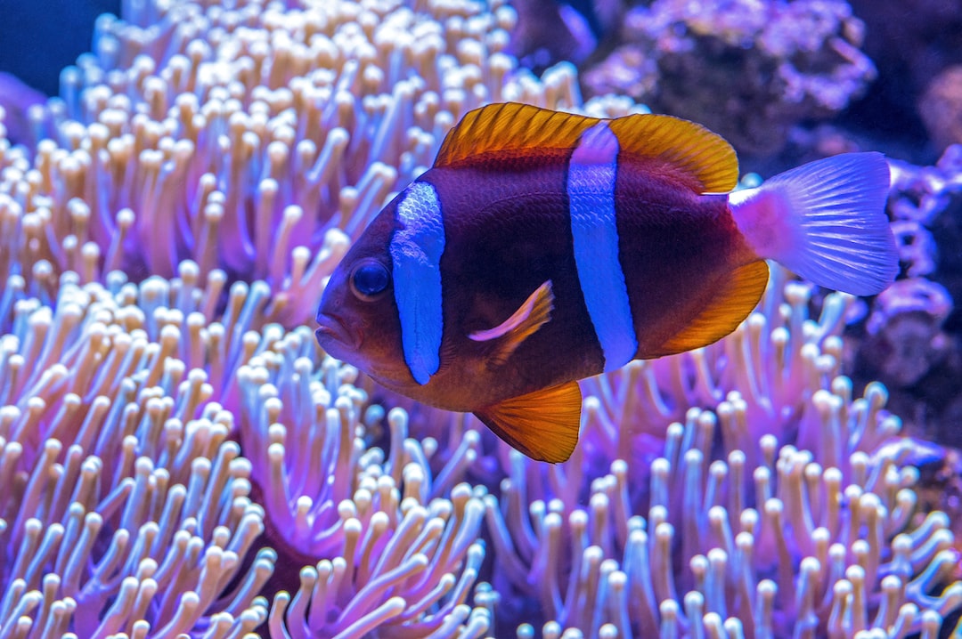 19 wichtige Fragen zu Wie Lange Dauert Es Bis Ein Aquarium Eingefahren Ist?