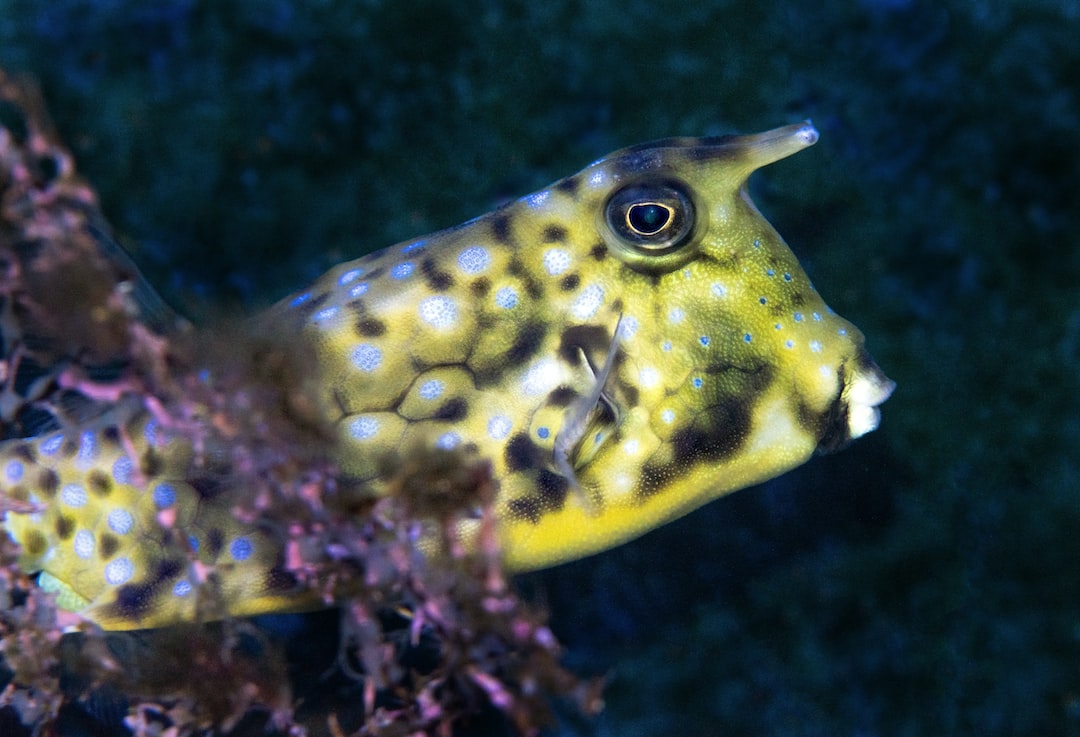 19 wichtige Fragen zu Bunte Aquarium Fische Süßwasser