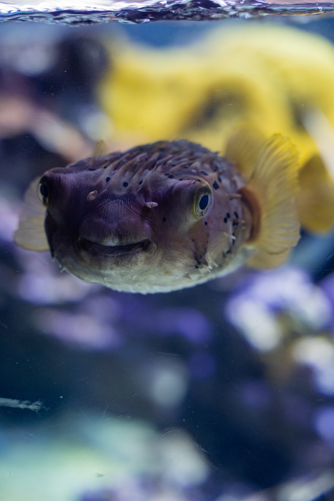 19 wichtige Fragen zu Kleines Aquarium Kaufen