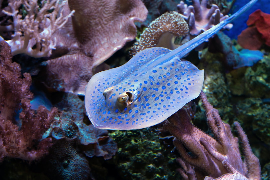 19 wichtige Fragen zu Aquarium Kies Türkis