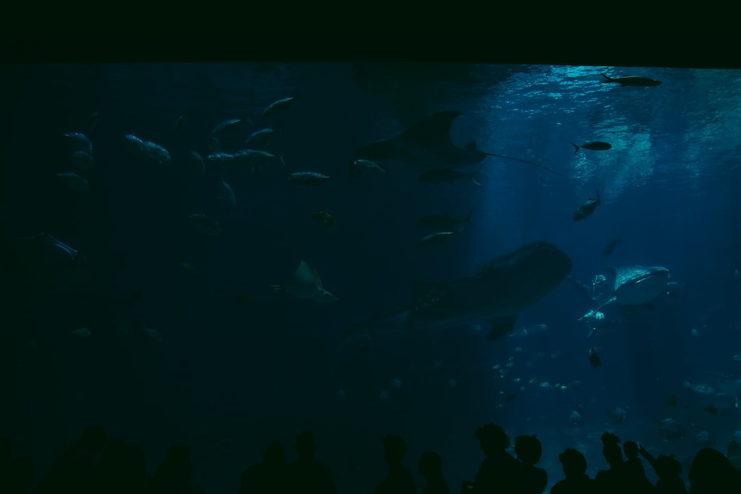 19 wichtige Fragen zu Kleinste Fische Fürs Aquarium