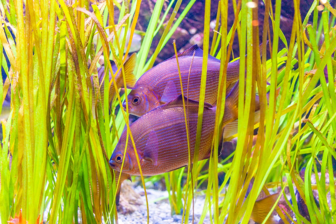 19 wichtige Fragen zu Wie Schlafen Fische Im Aquarium