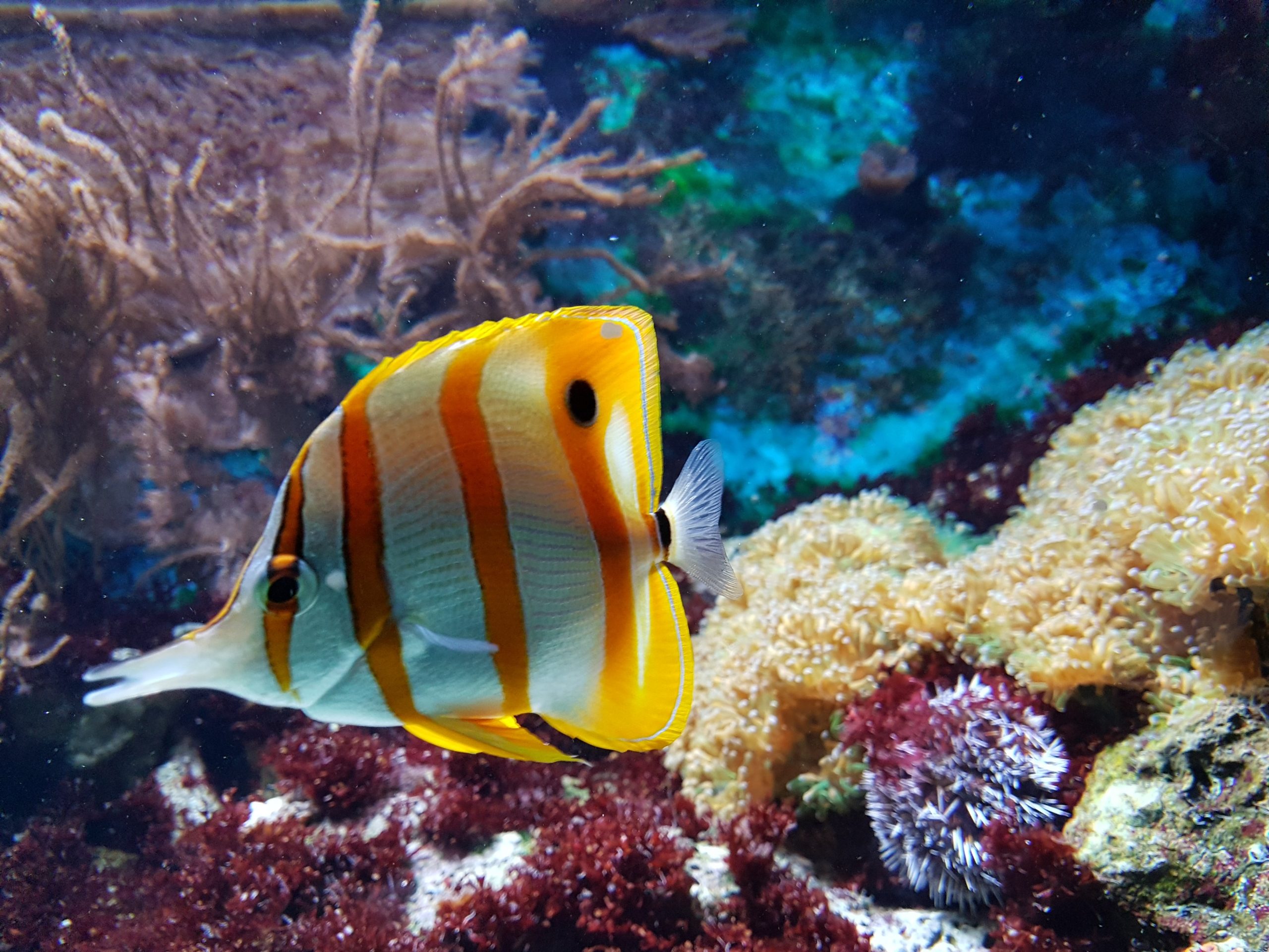 19 wichtige Fragen zu Rotalgen Aquarium