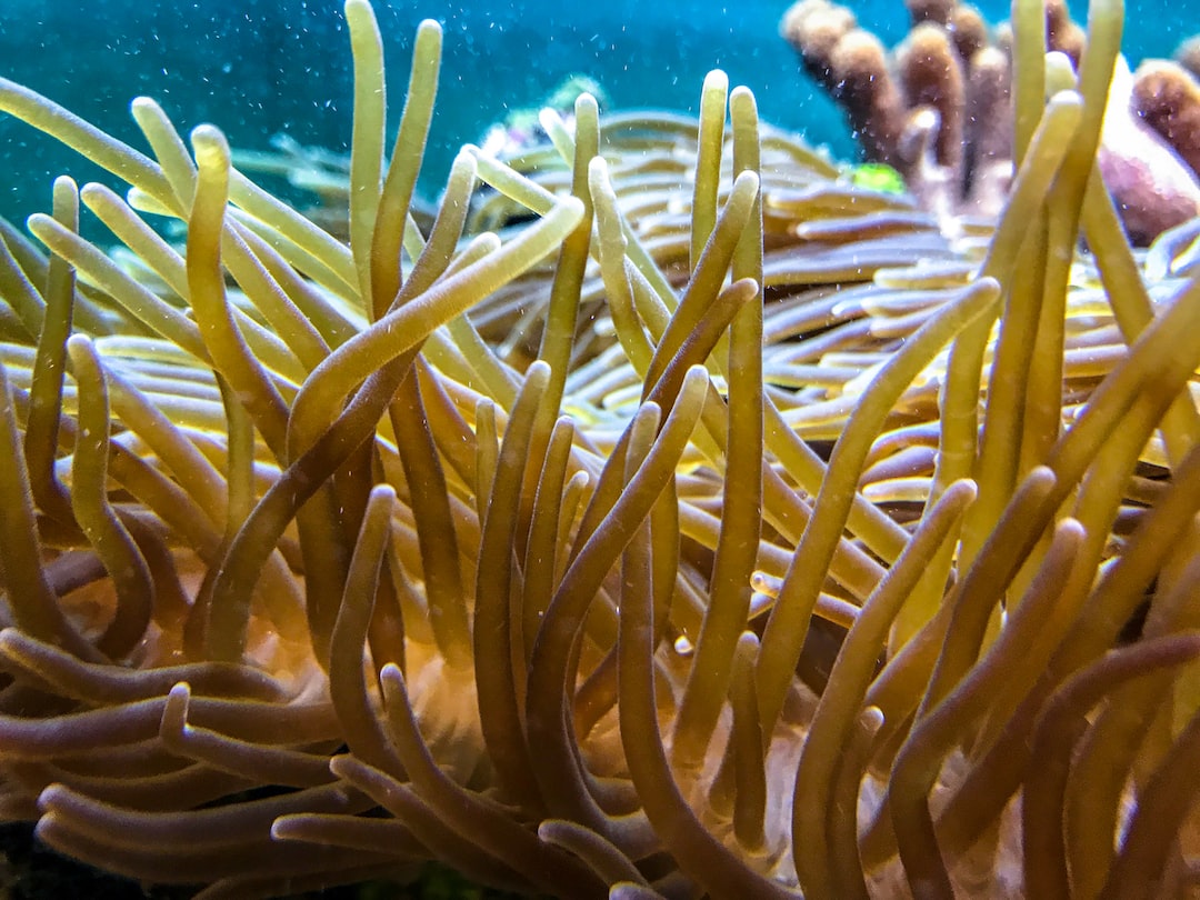 19 wichtige Fragen zu Wie Alt Werden Garnelen Im Aquarium
