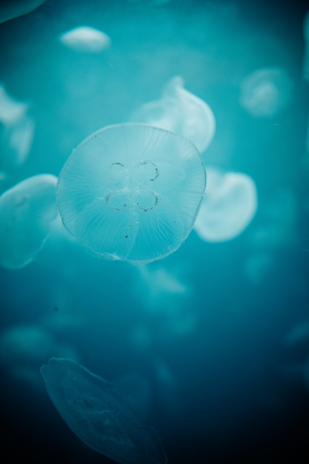 19 wichtige Fragen zu Aquarium Glas