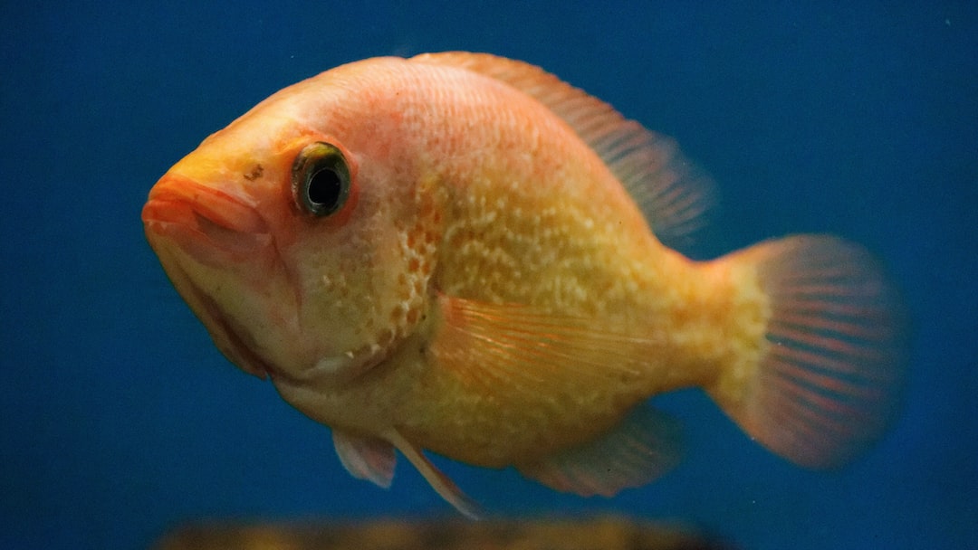 19 wichtige Fragen zu What Do Baby Fish Eat?
