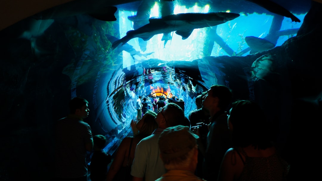 19 wichtige Fragen zu Aquarium Blasenschnecken