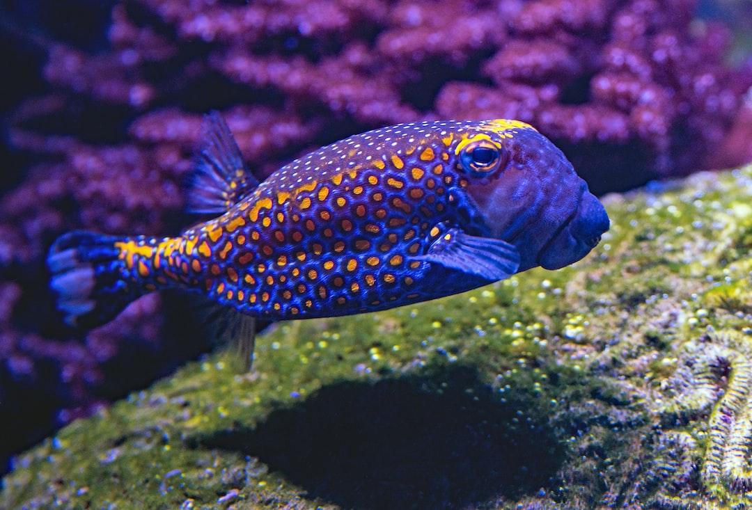 19 wichtige Fragen zu Twinstar Aquarium